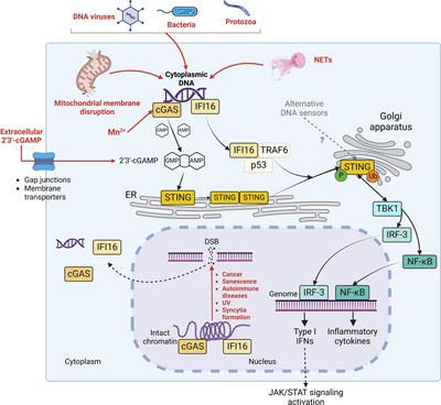 Interplay between RNA viruses and cGAS/STING axis in innate immunity